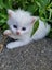 Mix ragdoll kittens Carousel 19