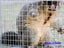 Extra Large Possum Trap Animal Trap 79cm Carousel 2