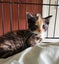 Rescue Kitten Lucy Carousel 3