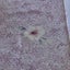 Vintage Japanese Kimono Silk Panels X2 Fabric Pieces Carousel 6