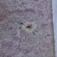 Vintage Japanese Kimono Silk Panels X2 Fabric Pieces Carousel 11
