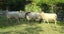 5 mixed aged ewes Carousel 3