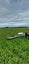 REDBACK 4.8m Weedwiper $6700 + GST Carousel 8