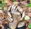 Couple Hand Casting Kit - Deluxe Carousel 6