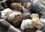 Lovely Guinea Pigs Carousel 8