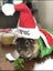 Lovely Guinea Pigs Carousel 5