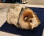 Lovely Guinea Pigs Carousel 10