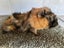 Lovely Guinea Pigs Carousel 7