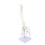 spine model spinal cord model Spine Model with Stand Life Size Spinal Cord Model Carousel 3