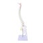spine model spinal cord model Spine Model with Stand Life Size Spinal Cord Model Carousel 4