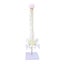 spine model spinal cord model Spine Model with Stand Life Size Spinal Cord Model Carousel 5