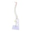 spine model spinal cord model Spine Model with Stand Life Size Spinal Cord Model Carousel 6