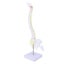 spine model spinal cord model Spine Model with Stand Life Size Spinal Cord Model Carousel 7