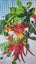 ~" Mt Maunganui New Zealand Vintage Tea Towel "~ Carousel 3