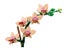 LEGO Botanicals 10343 Mini Orchid Carousel 4