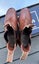 RM Williams Vintage Bushman Boots – 100% New Classic Aussie Craftsmanship Carousel 4