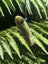 Pounamu Pendant - Inanga Pekapeka Carousel 3