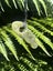 Pounamu Pendant - Inanga Pekapeka Carousel 2
