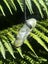 Pounamu Pendant - Inanga Pekapeka Carousel 4