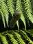 Pounamu Pendant - Inanga Pekapeka Carousel 6