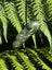 Pounamu Pendant - Inanga Pekapeka Carousel 5