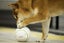 Pet Toy / Pet Treat PetGeek Foodie Orb Rolling Ball Treat Carousel 8