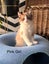 Purebred Ragdoll Kittens Carousel 3