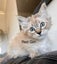 Purebred Ragdoll Kittens Carousel 4