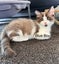 Purebred Ragdoll Kittens Carousel 2