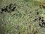 Azola / Duckweed Carousel 1