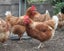 HYLINE CHICKENS AVAILABLE - The Ultimate Laying Machine Carousel 4