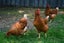 HYLINE CHICKENS AVAILABLE - The Ultimate Laying Machine Carousel 3