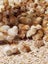 HYLINE CHICKENS AVAILABLE - The Ultimate Laying Machine Carousel 5