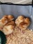 HYLINE CHICKENS AVAILABLE - The Ultimate Laying Machine Carousel 7