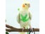 2M Adjustable Bird Parrot Harness Leash Kit Outdoor Flying Training Rope With Carousel 6