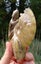 Large Cleonisceras AMMONITE, polished and carved (348g /app: 12cm diam).Super! Carousel 6