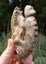 Large Cleonisceras AMMONITE, polished and carved (348g /app: 12cm diam).Super! Carousel 7