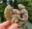 Large Cleonisceras AMMONITE, polished and carved (348g /app: 12cm diam).Super! Carousel 5