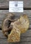 Large Cleonisceras AMMONITE, polished and carved (348g /app: 12cm diam).Super! Carousel 11