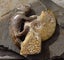 Large Cleonisceras AMMONITE, polished and carved (348g /app: 12cm diam).Super! Carousel 9