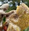 Large Cleonisceras AMMONITE, polished and carved (348g /app: 12cm diam).Super! Carousel 8