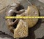 Large Cleonisceras AMMONITE, polished and carved (348g /app: 12cm diam).Super! Carousel 15
