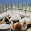 Plastic Chicken Wire Mesh Fence, Plastic Mesh Fencing 40cm x 5m Carousel 8