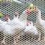 Plastic Chicken Wire Mesh Fence, Plastic Mesh Fencing 40cm x 5m Carousel 9