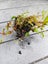 ludwigia repens Carousel 1