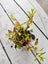 ludwigia repens Carousel 2