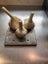 Elephant Garlic- Organically grown in Waikato Carousel 8