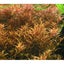Dwarf Rotala (Rotala Rotundifolia) Carousel 2