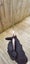 BUY 1 GET 1 FREE 50cm Bayonet Knife Dagger Outdoor Camping Hunting A COOL GIFT Carousel 19
