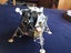 FRANKLIN MINT Apollo XI Lunar Module – WGTON PICKUP or deliver? (RARE) + Case Carousel 14